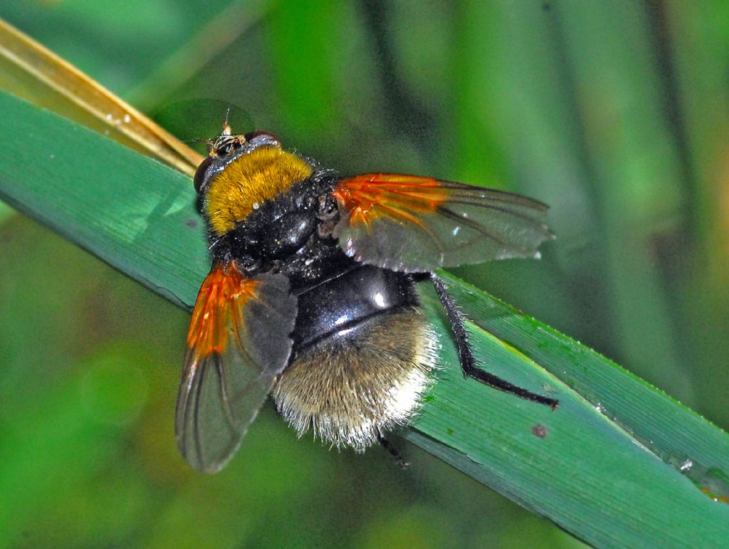 Non mi pare proprio un Bombus ... Mesembrina mystacea da confermare